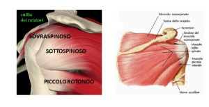 Cuffia rotatori - sovraspinoso - sotto spinoso - piccolo rotondo - Personal trainer taranto - Lanza Personal Trainer