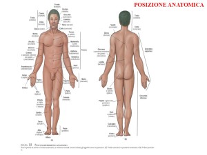 posizione anatomica|personal trainer taranto|Lanza Personal Trainer