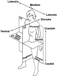 Posizioni anatomiche|Corpo umano|Personal Trainer Taranto|Lanza Personal Trainer