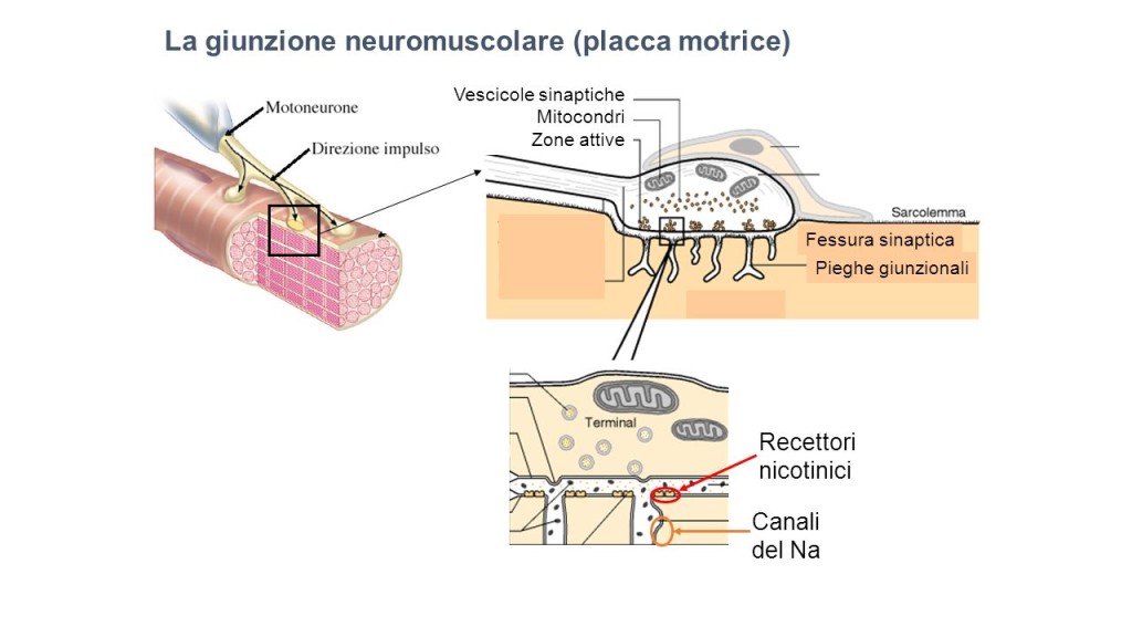 Giunzione neuromuscolare|Personal Trainer Taranto|Lanza Personal Trainer