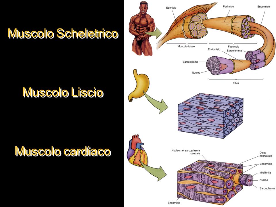 I tre tipi di tessuto muscolare|Personal Trainer Taranto|Lanza Personal Trainer