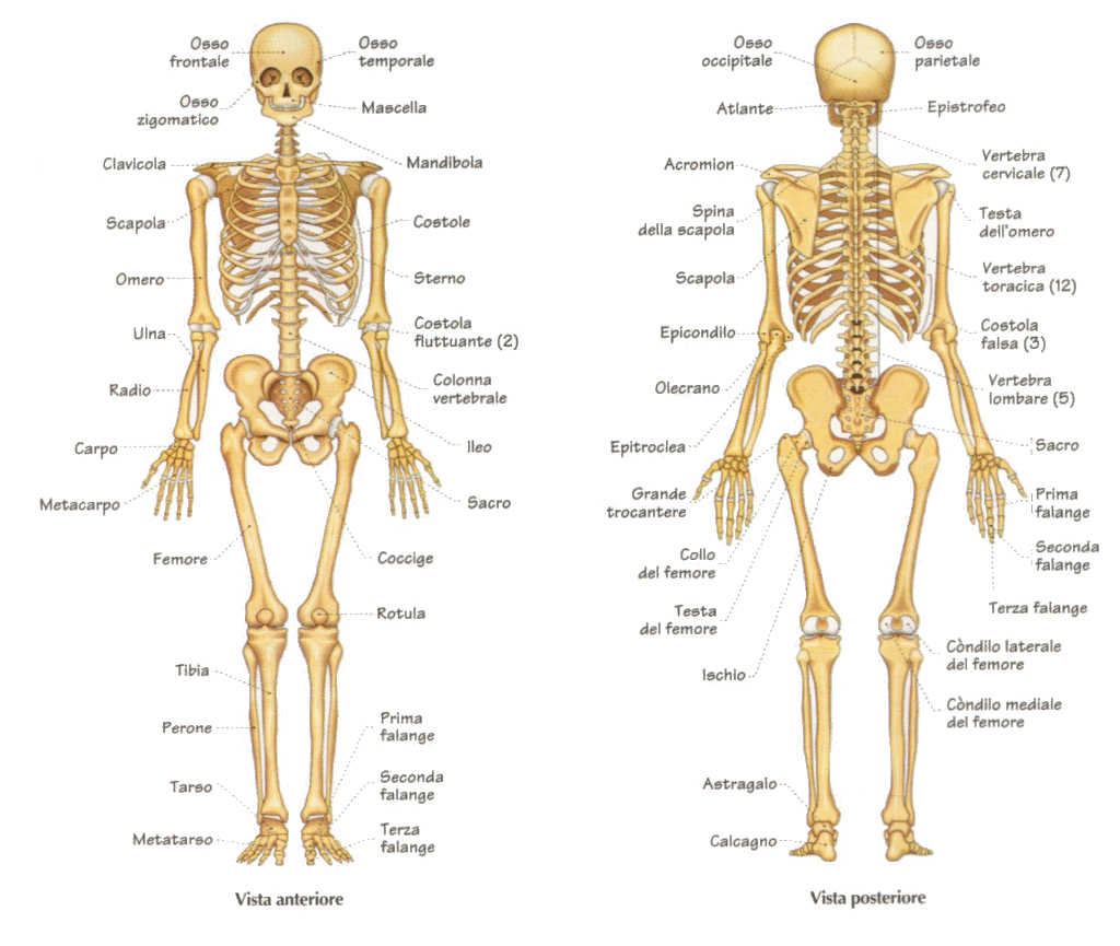 apparato scheletrico| Personal Trainer Taranto|Lanza Personal Trainer