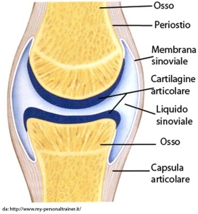 Struttura|Diartrosi|Personal Trainer Taranto|Lanza Personal Trainer