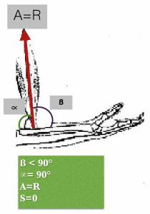 Movimento del muscolo bicipite|Biomeccanica|Cosimo Lanza Personal Trainer| Personal Trainer Taranto