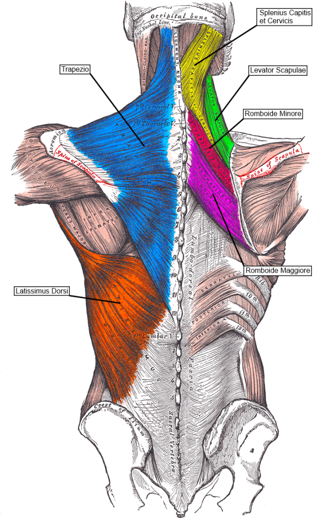 muscoli|superficiali|Colonna Vertebrale|Lanza Personal Trainer|Personal trainer Taranto